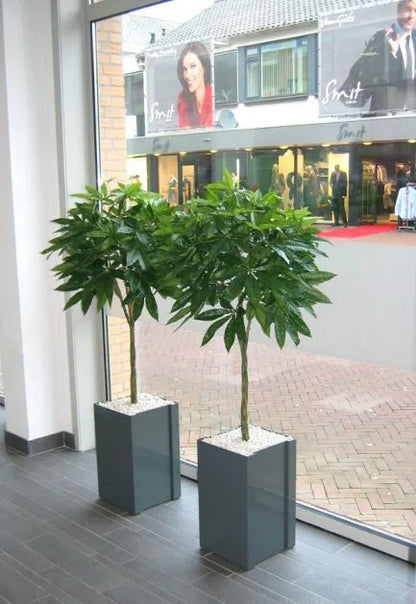 Pachira Albero Dei Soldi Deluxe 120 cm