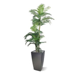 Carica immagine nella visualizzazione Galleria, Palma Golden Kane Areca 180 cm
