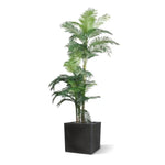 Carica immagine nella visualizzazione Galleria, Palma Golden Kane Areca 180 cm
