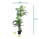 Carica immagine nella visualizzazione Galleria, Palma Golden Kane Areca 180 cm
