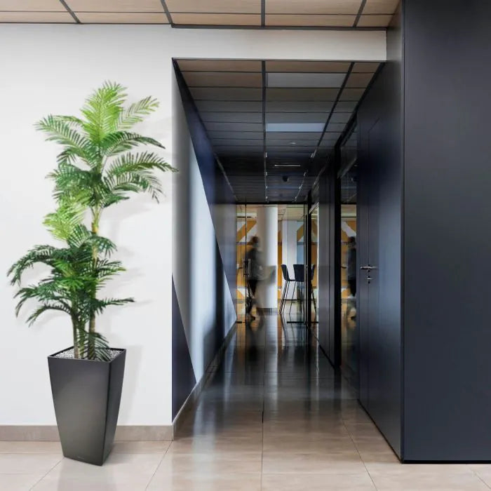 Palma Golden Kane Areca 180 cm