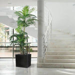 Carica immagine nella visualizzazione Galleria, Palma Golden Kane Areca 180 cm
