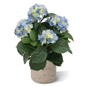 Ortensia Deluxe blu 45 cm