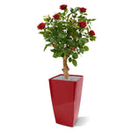 Carica immagine nella visualizzazione Galleria, Rosa Rossa su Tronco in vaso 75 cm
