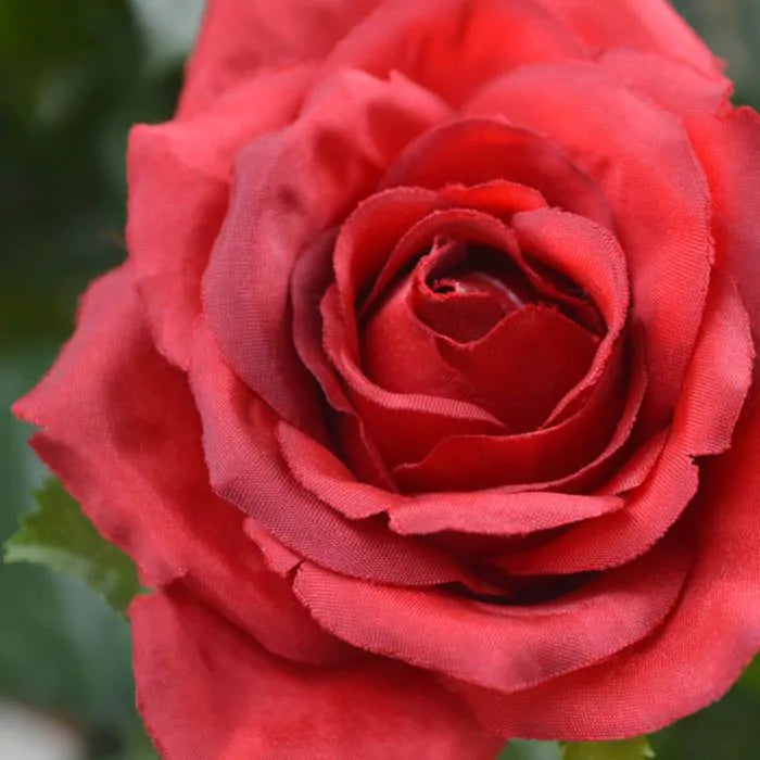 Rosa Rossa su Tronco in vaso 75 cm