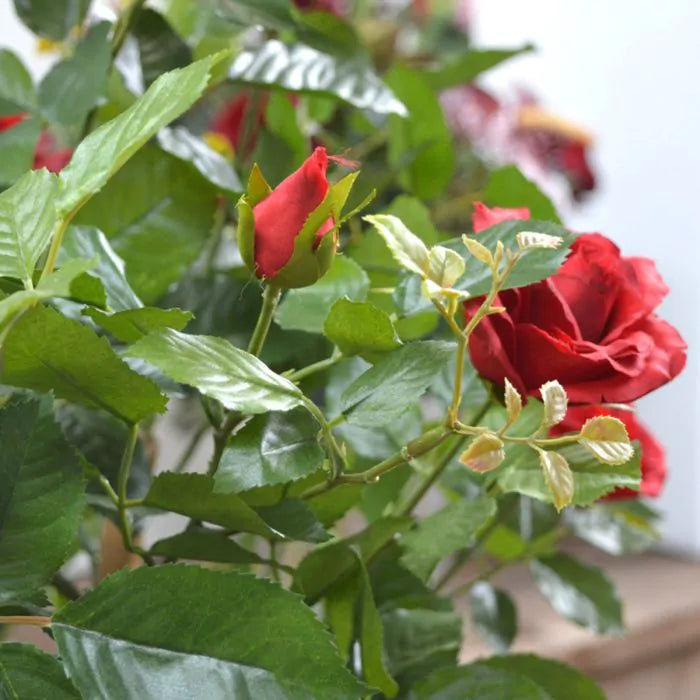 Rosa Rossa su Tronco in vaso 75 cm