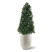 Albero Di Alloro Deluxe piramide 150 cm