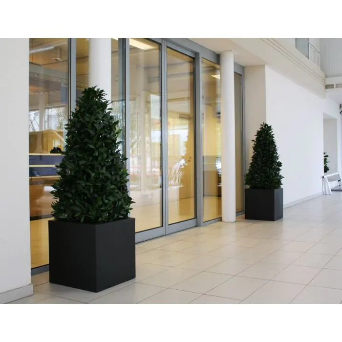 Albero Di Alloro Deluxe piramide 150 cm