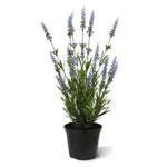 Carica immagine nella visualizzazione Galleria, Lavanda in vaso 50 cm Protezione UV
