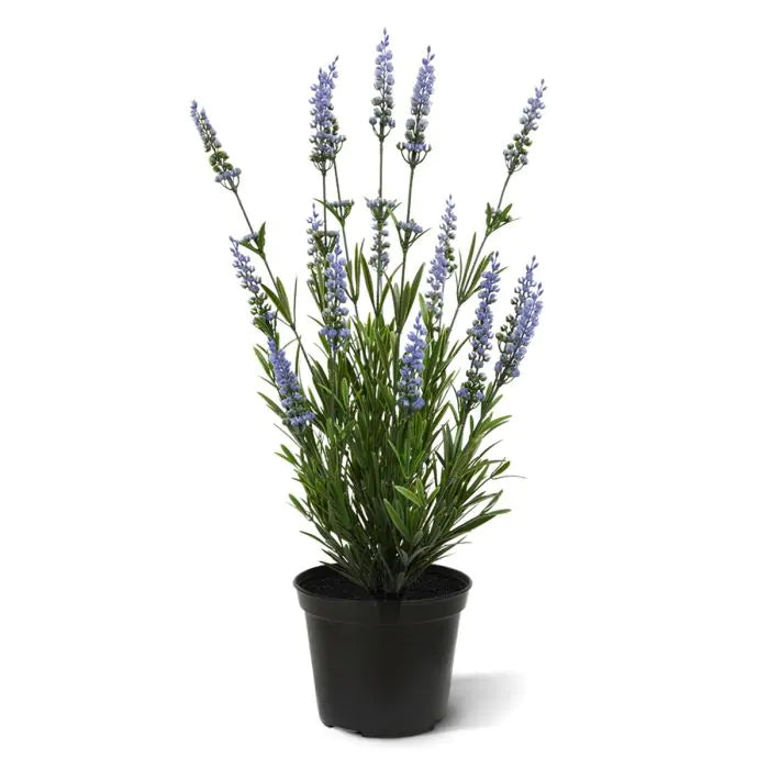 Lavanda in vaso 50 cm Protezione UV