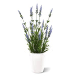 Carica immagine nella visualizzazione Galleria, Lavanda in vaso 50 cm Protezione UV

