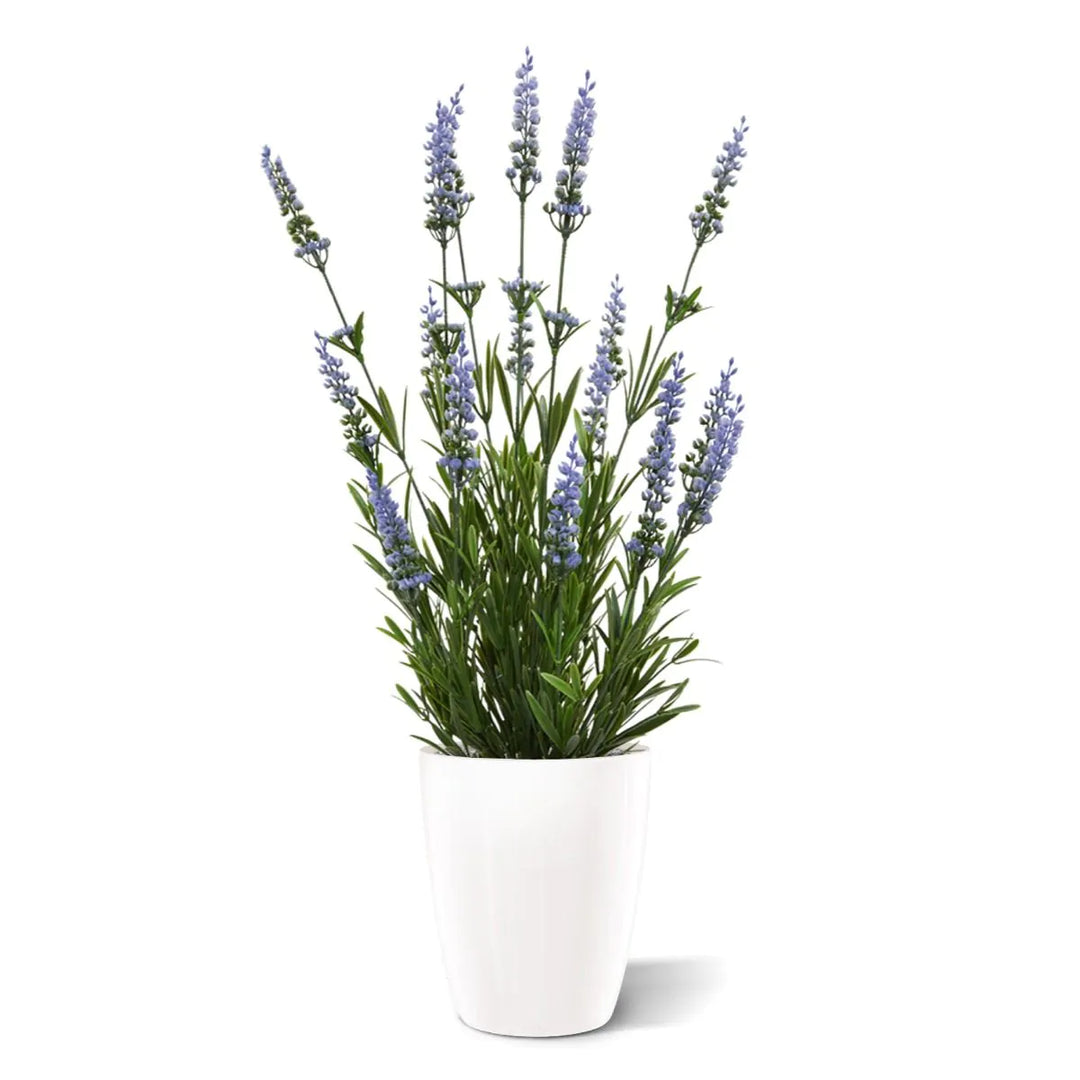 Lavanda in vaso 50 cm Protezione UV