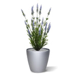Carica immagine nella visualizzazione Galleria, Lavanda in vaso 50 cm Protezione UV
