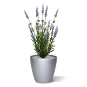 Lavanda in vaso 50 cm Protezione UV