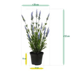 Carica immagine nella visualizzazione Galleria, Lavanda in vaso 50 cm Protezione UV
