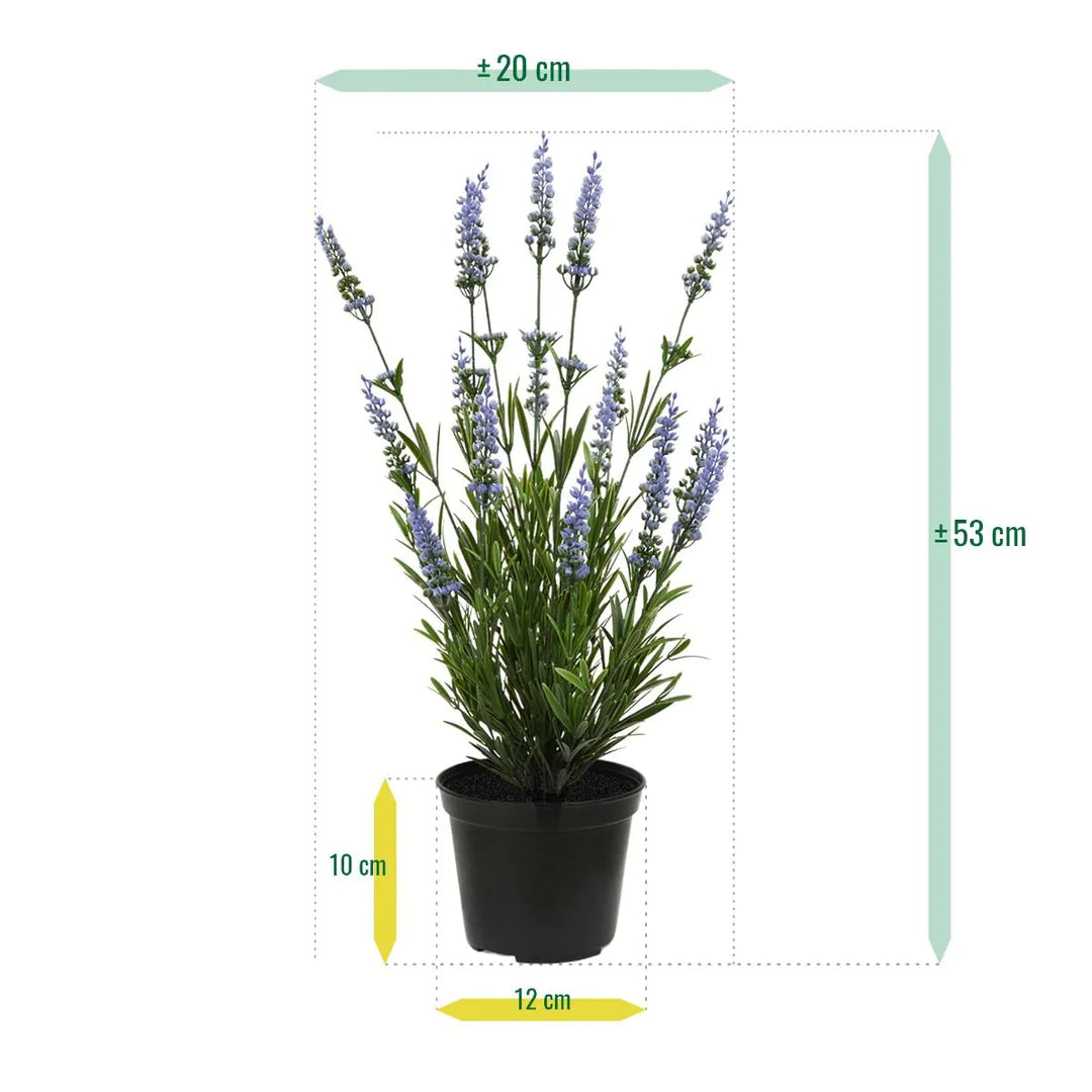 Lavanda in vaso 50 cm Protezione UV