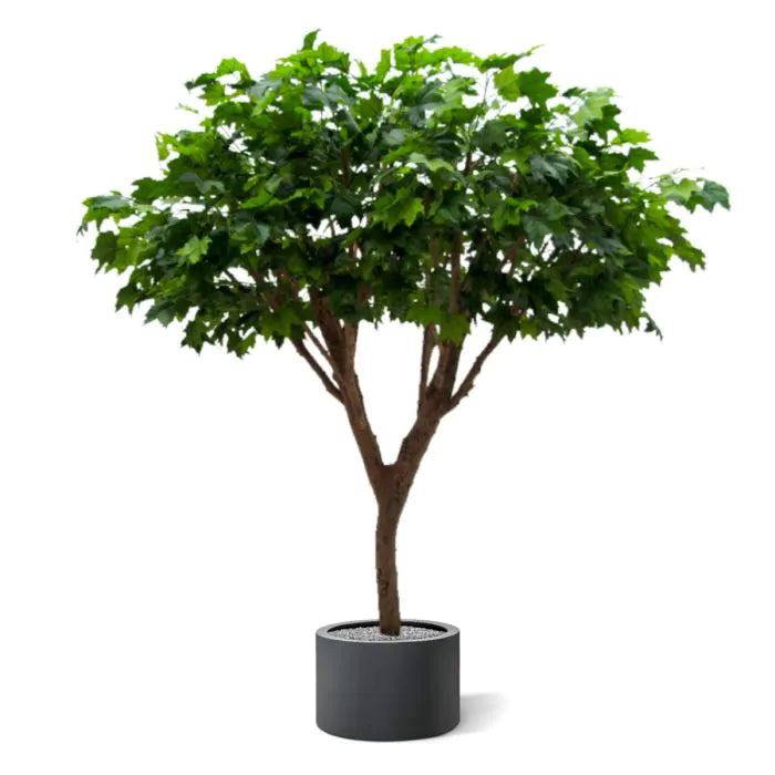 Albero Acero Deluxe 240 cm