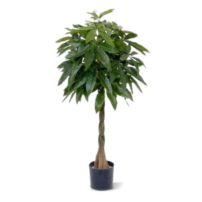 Pachira Albero Dei Soldi Deluxe 120 cm