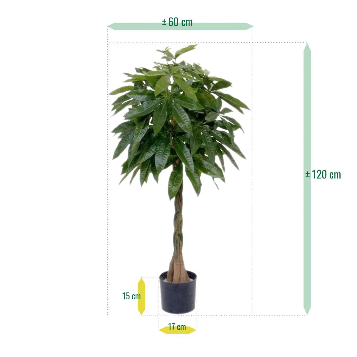 Pachira Albero Dei Soldi Deluxe 120 cm