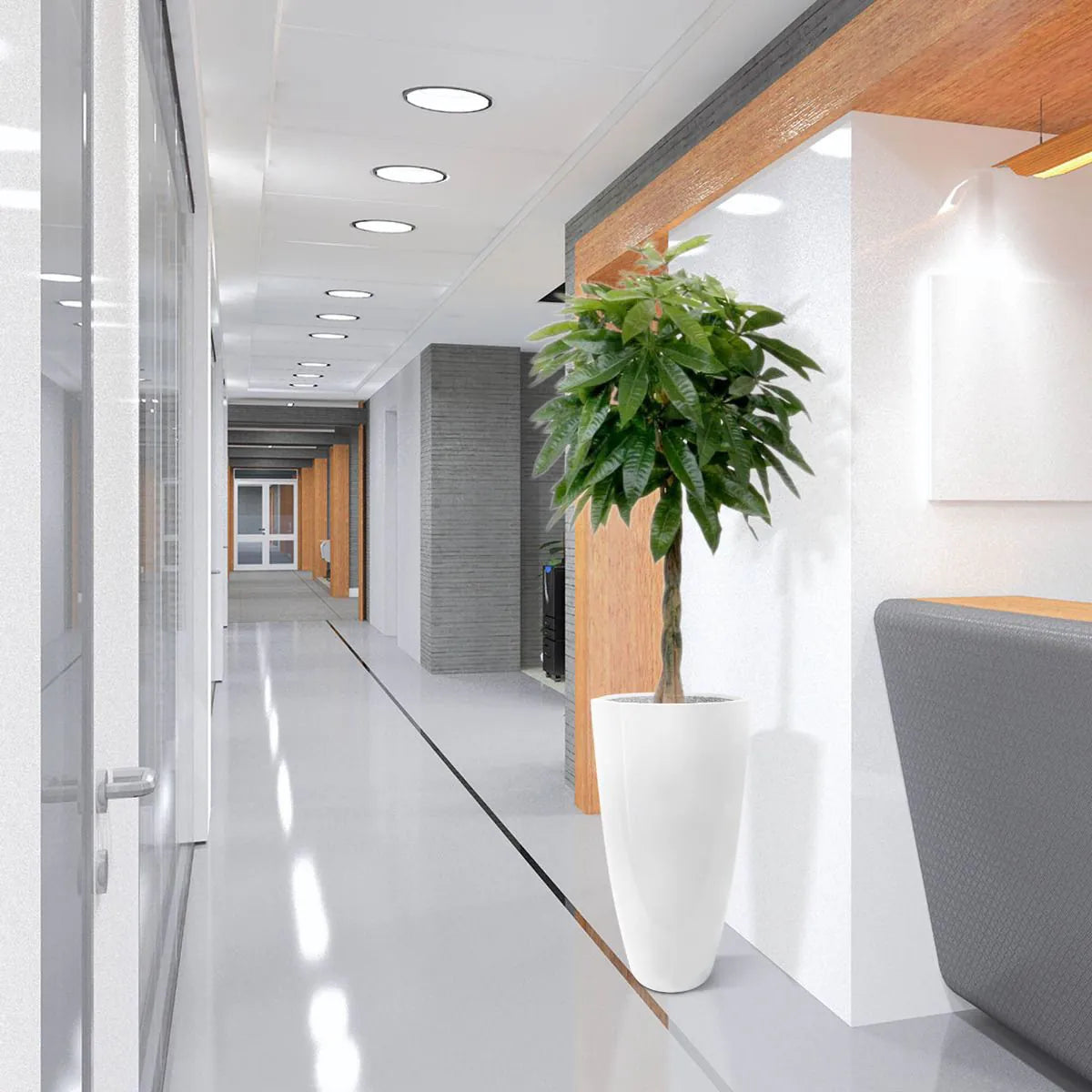 Pachira Albero Dei Soldi Deluxe 120 cm