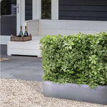 Carica immagine nella visualizzazione Galleria, Siepe Schefflera 80x25x56 Protezione Uv
