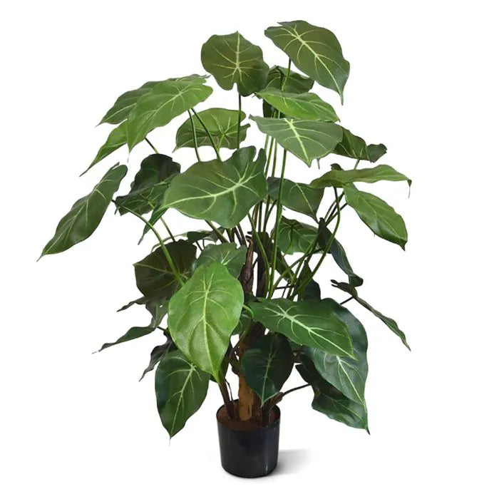 Syngonium Deluxe 85 cm