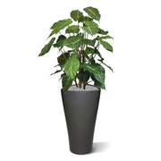 Syngonium Deluxe 85 cm