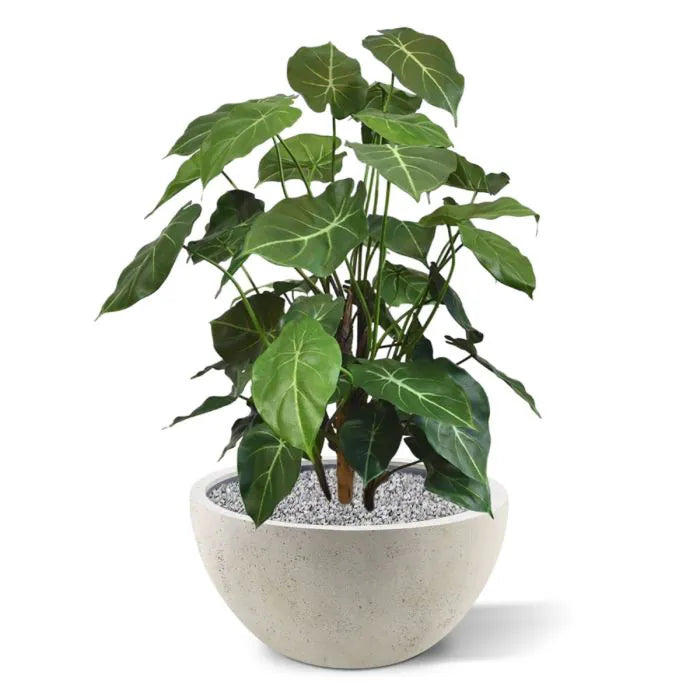 Syngonium Deluxe 85 cm