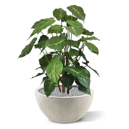Syngonium Deluxe 85 cm