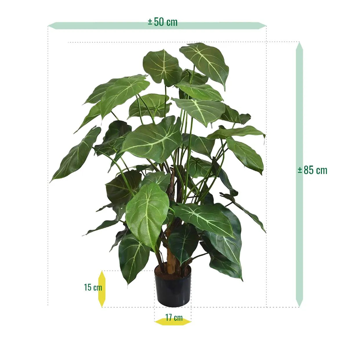 Syngonium Deluxe 85 cm