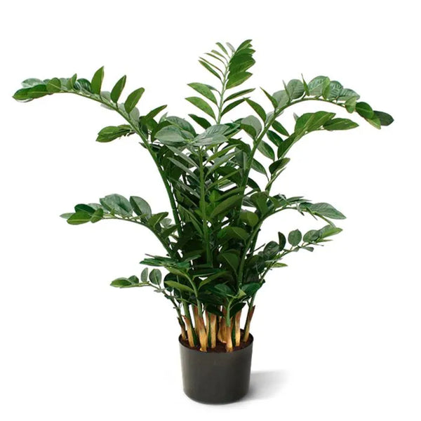 Zamio culcas xl 120 cm
