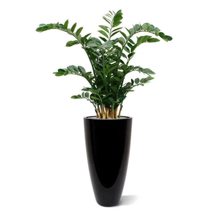 Zamio culcas xl 120 cm