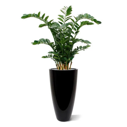 Zamio culcas xl 120 cm