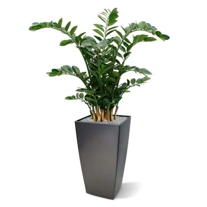 Zamio culcas xl 120 cm