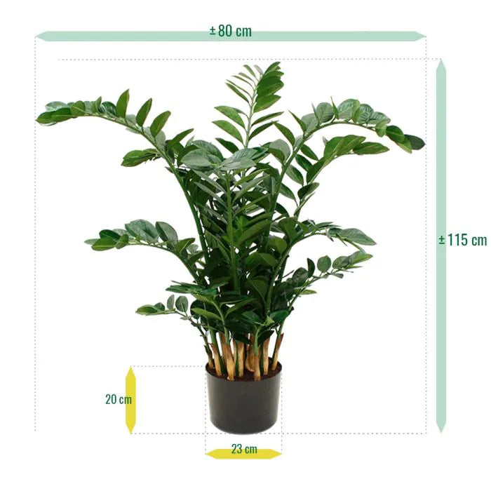 Zamio culcas xl 120 cm